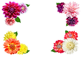 frame of colorful dahlia flowers isolated on white