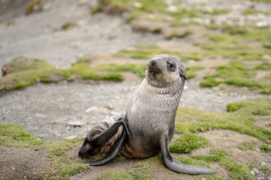 Fur Seal in Fortuna Bay, one of the larger plains on the island of South Georgia and the south sandwich islands