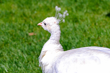 It's Peacock in the garden of Isola Bella, Italy