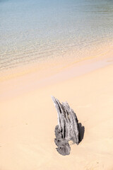 dry trees on the beach, Lazy beach, koh rong samloem island, Sihanoukville, Cambodia.