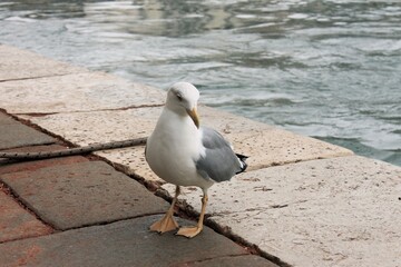 Gabbiano - Venezia