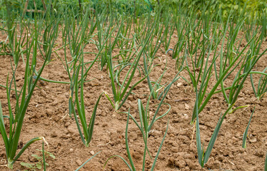 Fototapeta na wymiar Onions cultivar