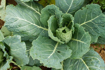 Cabbage plant growing