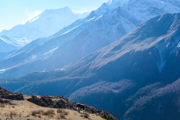 Yak grazing on the harsh slopes of Manang Valley, Annapurna Circus Trek, Nepal, with the view on Annapurna Chain and Gangapurna. Dry and desolated landscape. High, snow capped Himalayan peaks.