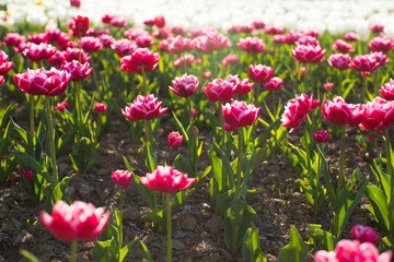 Group of colorful tulip. Purple flower tulip lit by sunlight. Soft selective focus, tulip close up, toning. Bright colorful tulip photo background