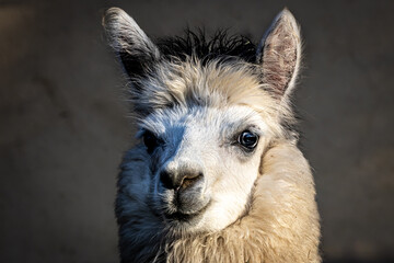 Fototapeta premium profile of a wooly alpaca looking forward