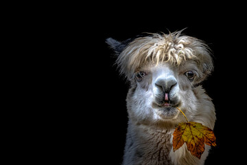artistic view of an alpaca