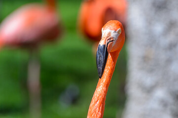 Close up of Flamingo in the zoo