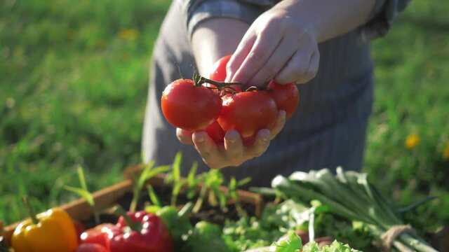 Farmer holding fresh ripe red tomatoes. farmer market outdoor. Jrganic vegetables, small local farm, farming concept. Farmer selling frsh crops, tomato harvest.