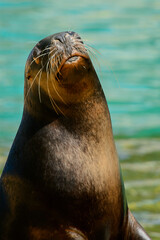 Fototapeta premium Patagonian sea lion in the zoo