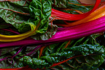 Colorful swiss chards