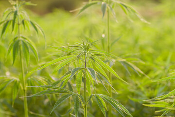 Cannabis sativa plantation