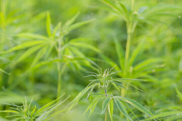 Cannabis sativa plants