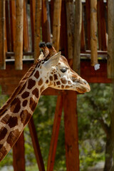 Beautiful giraffe in the zoo