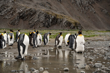 king penguins in antarctica reflecting in a puddle , Fortuna Bay South Georgia 2020