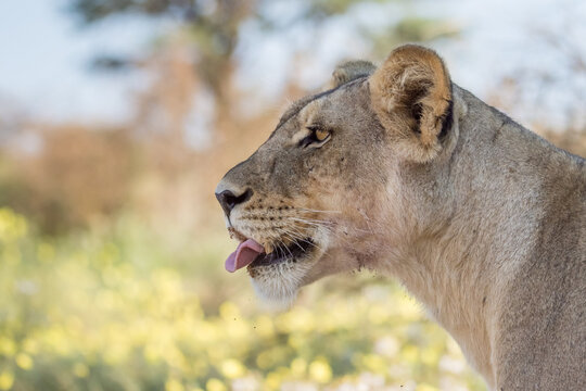 Side profile horizontal, close up, colour photograph of a lion looking intently in the distance with her tongue licking her lips in Kgalagadi with yellow background due to devils thorn flowers.