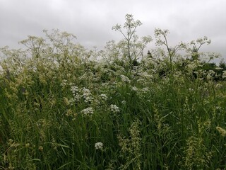 wildflowers flowers white beautiful interesting