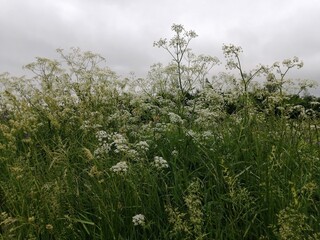 wildflowers flowers white beautiful interesting