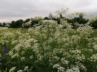 wildflowers flowers white beautiful interesting