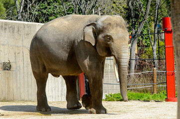 Cute elephant in the zoo