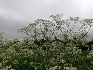 wildflowers flowers white beautiful interesting