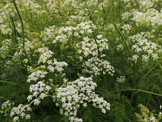 wildflowers flowers white beautiful interesting