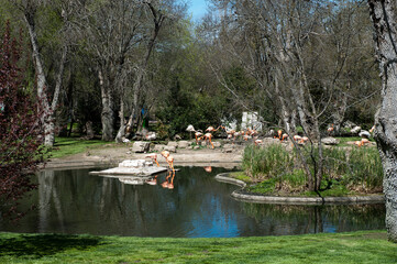 It's Flamingo in the Madrid Zoo