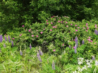 rose rosehip bush pink field