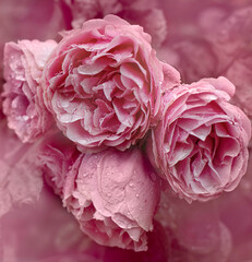 Pink roses with dew close up. Natural flower background.