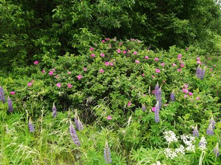 rose rosehip bush pink field