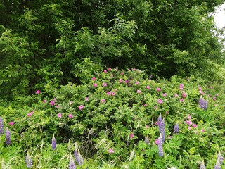 rose rosehip bush pink field