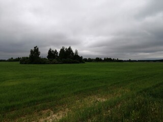 park nature grass green beautiful