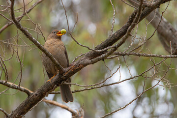 american robin breeding and nesting mother baby bird