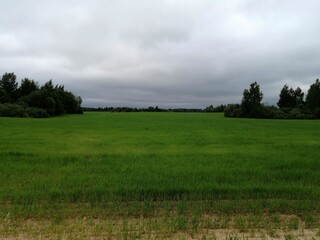 park nature grass green beautiful