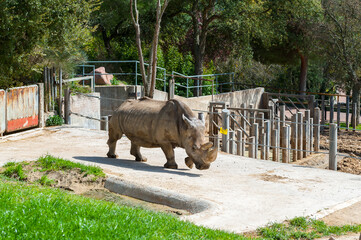 It's Rhinoceros walks over in the zoo
