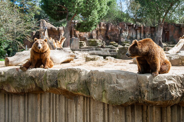 It's Two Brown bears (Ursus arctos) sits on the rock
