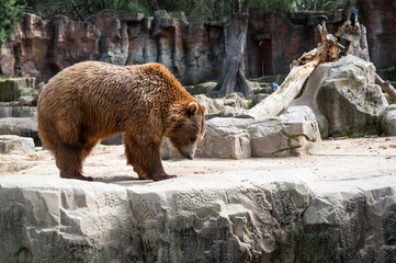It's Brown bear (Ursus arctos) walks over on the rock
