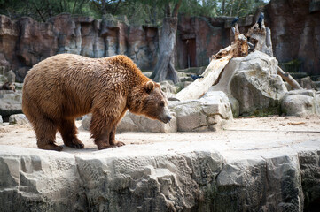 It's Brown bear (Ursus arctos) walks over on the rock
