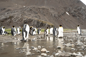Obraz premium king penguins in antarctica reflecting in a puddle , Fortuna Bay South Georgia 2020