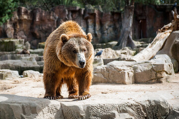 It's Brown bear (Ursus arctos) walks over on the rock