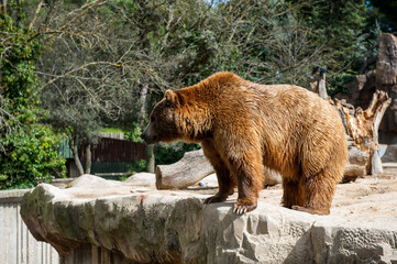 It's Brown bear (Ursus arctos) walks over on the rock