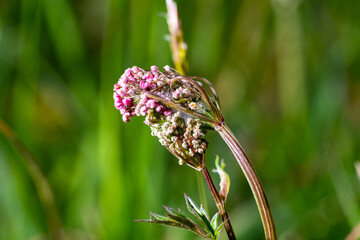 Parsley family before opening it's beautiful flowers