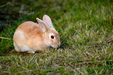 Rabbit on the grass