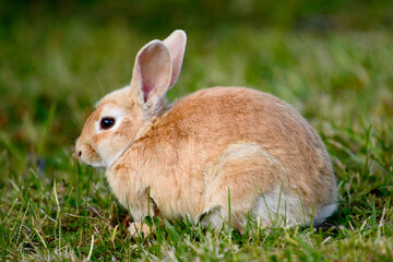 Rabbit on the grass