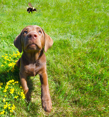 Chocolate lab puppy looking at a passing bee, wide angle.