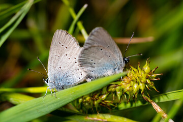 Two butterflies making love