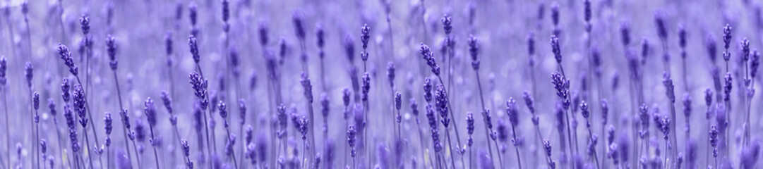 Panorama lavender field.