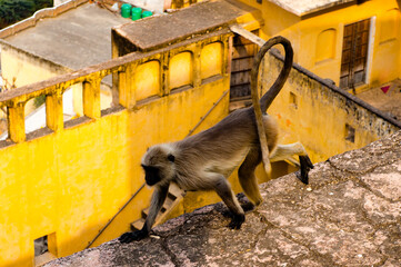 It's Monkeys onver the Amber Palace in Jaipur, India