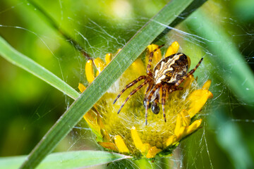 Spider build it's web on a yellow flower