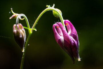 Beautiful plant with hanging purple flower